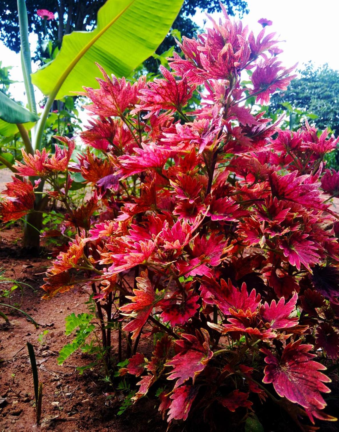 Moni Farm House Wilpattu Nochchiyagama Экстерьер фото